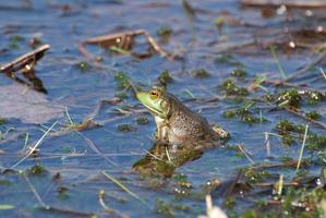 reflejo de una rana en un pantano foto