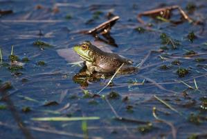 sapo reflejado en el agua foto