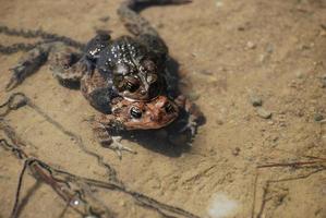 Mating Frogs Laying Eggs in Water photo