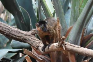 Adorable Brown Collared Lemur Ready to Pounce photo