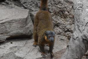 Distinctive Brown Collared Lemur on a Rock photo