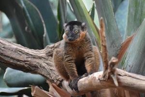 Precious Image of a Brown Collared Lemur photo