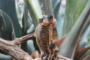 Cute Brown Collared Lemur with a Curious Expression photo