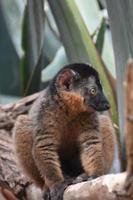 Cute Endangered Brown Collared Lemur in Nature photo