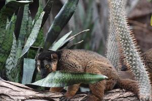 Adorable Brown Collared Lemur Hugging a Tree photo