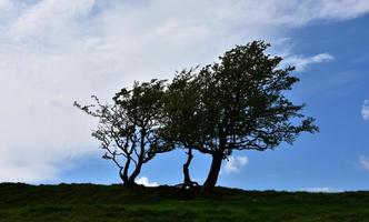 Magníficos árboles viejos con siluetas en el norte de Inglaterra foto