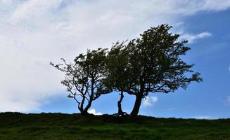 siluetas de árboles viejos contra un cielo azul nublado foto