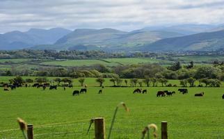 Herd of Cows Grazing in a Scenic Field in Front of Mountains photo