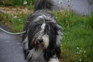 Cute Shaggy Bearded Collie Dog Walking Along on a Leash photo