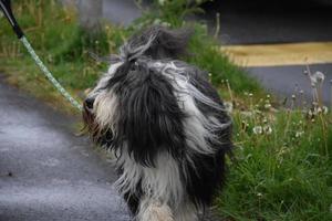 Bearded Collie Walking Along on a Leash photo