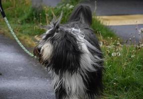 Perro de pastor collie barbudo con pelo largo colgando foto