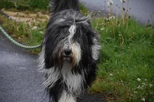 Hairy Mou'ed Collie Dog Walking on a Leash photo