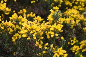 Close Up Flowering Golden Yellow Gorse Bush Blooming photo