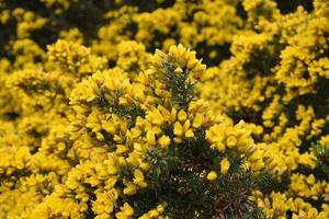 Close Up Look at Flowering Thorny Gorse Bush photo