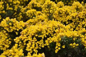 Beautiful Flowering Golden Yellow Gorse Bush Blooming photo