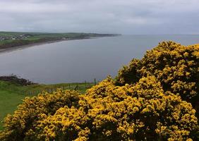 Flowering Thorny Gorse Bushes Along the Sea Cliffs in England photo