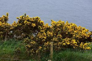 Gorse Bushes Above Fleswick Bay in Cumbria England photo