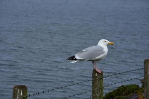 White and Gray Gull Perched Along a Fence on the Coast photo