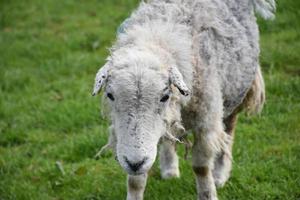 Looking Directly into the Face of a Scraggly Clipped Sheep photo