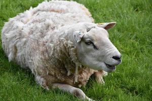 Large White Sheep Chewing and Resting in a Pasture photo