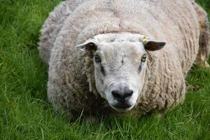 Direct Look Into the Face of an Overweight Sheep photo