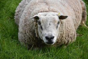 Close Up Look Into the Face of a White Sheep photo