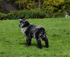 Very Cute Young Baby Lamb Standing in a Grass Field photo