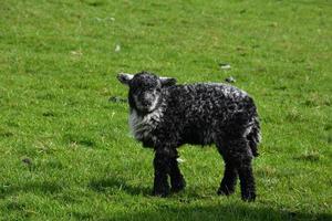 Absolutely Adorable Baby Black Sheep in a Grass Field photo