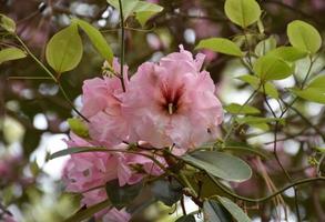 flor de rododendro rosa claro en un arbusto foto