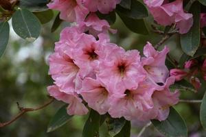 racimos brillantes de flores de rododendro rosa en un arbusto foto