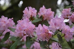 arbusto de rododendro rosa claro que florece en primavera foto