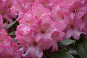 Solid Pink Rhododendron Blossoms Blooming and Flowering