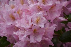 hermosas flores de rododendro rosa claro que florecen en primavera foto