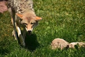 coyote peludo y esponjoso al acecho en el verano foto