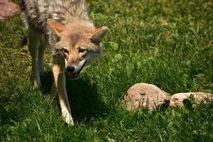Looking into the Face of a Coyote photo