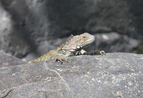 Looking Into the Face of a Brown Iguana on a Rock photo