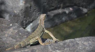 Brown and Green Iguana Looking Off Into the Distance photo