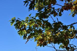 hojas verdes que comienzan a cambiar de color en otoño foto