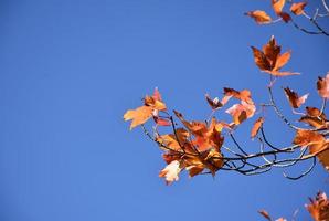 Orange and Red Maple Leaves Against Blue Skies photo