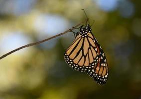 ramita con una mariposa aferrada a ella foto