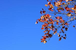 cielos azules bordeados por hojas de roble que cambian de color foto