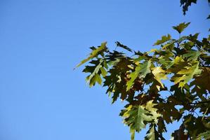 hojas de roble verde en un árbol contra el cielo azul foto