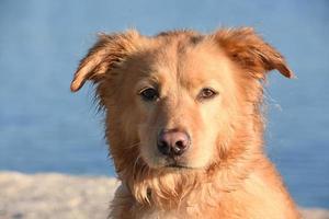 Gorgeous Yarmouth Toller Dog Up Close photo