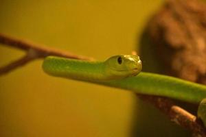 Venomous Green Mamba Snake Ready to Strike photo