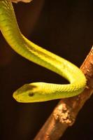 de cerca con una serpiente mamba verde mortal foto