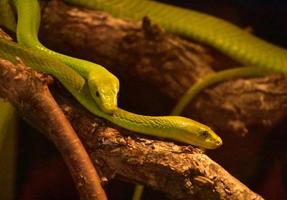 Poisonous Green Mamba Snakes Together in a Tree photo