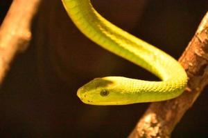 serpiente mamba verde mortal flotante de cerca foto