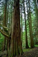 vista impresionante de un árbol gigantesco en las tierras altas de escocia foto