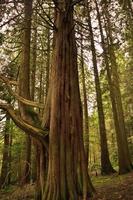 Impresionante enorme árbol en el bosque escocés foto