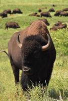 Bison in the Foreground and Herd in the Background photo